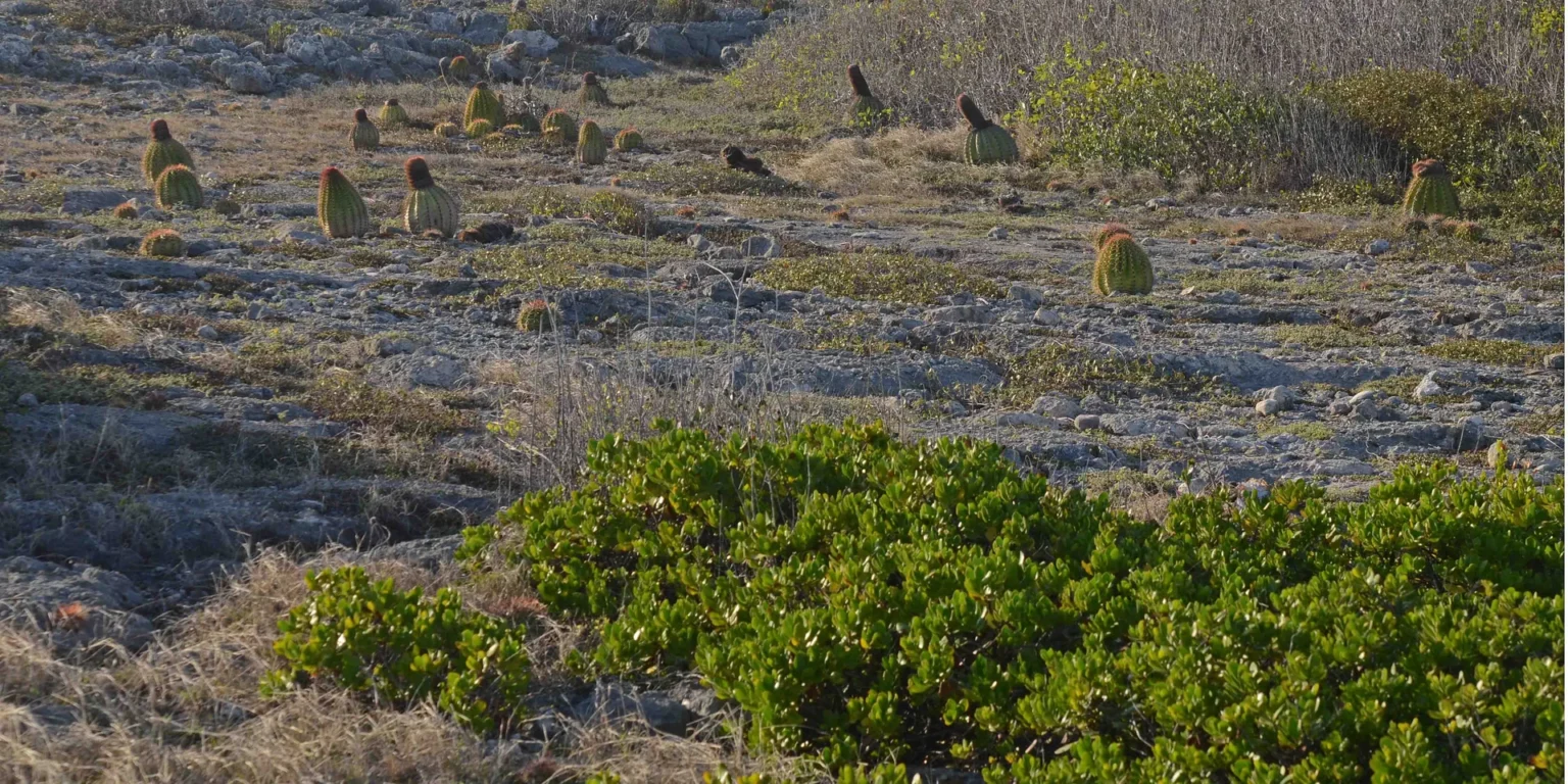 Victoria aprueba plan de 200 páginas para el Puerto Seco Victoria aprueba plan de 200 páginas para el Puerto Seco